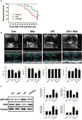 The Protective Effects of Melatonin Against LPS-Induced Septic Myocardial Injury: A Potential Role of AMPK-Mediated Autophagy